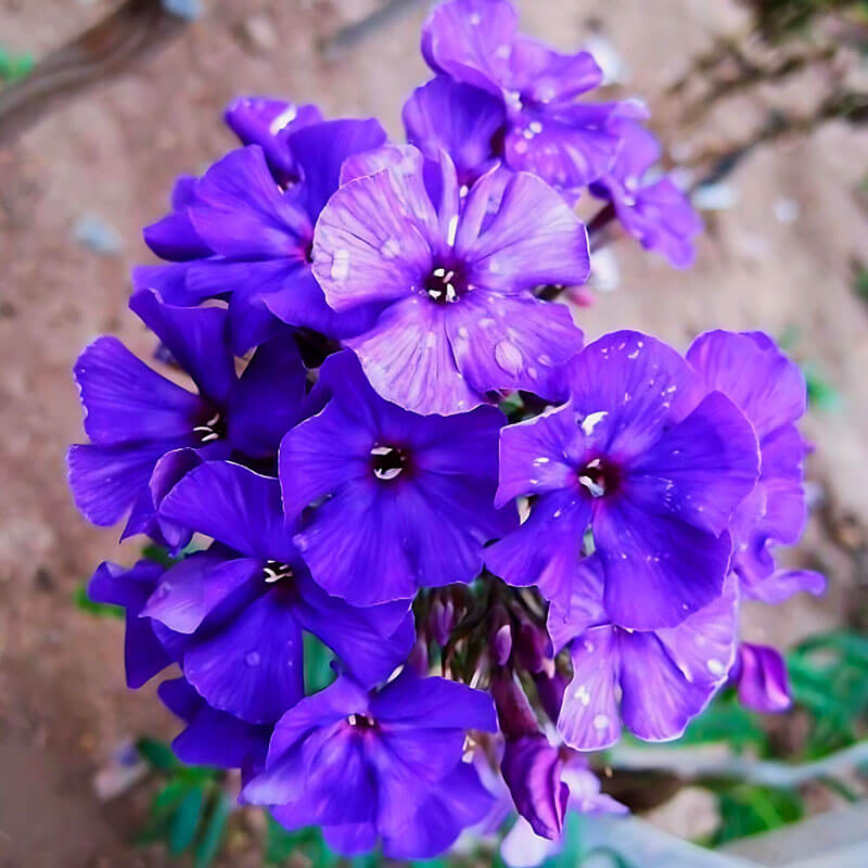 Флокс «Черное Море»