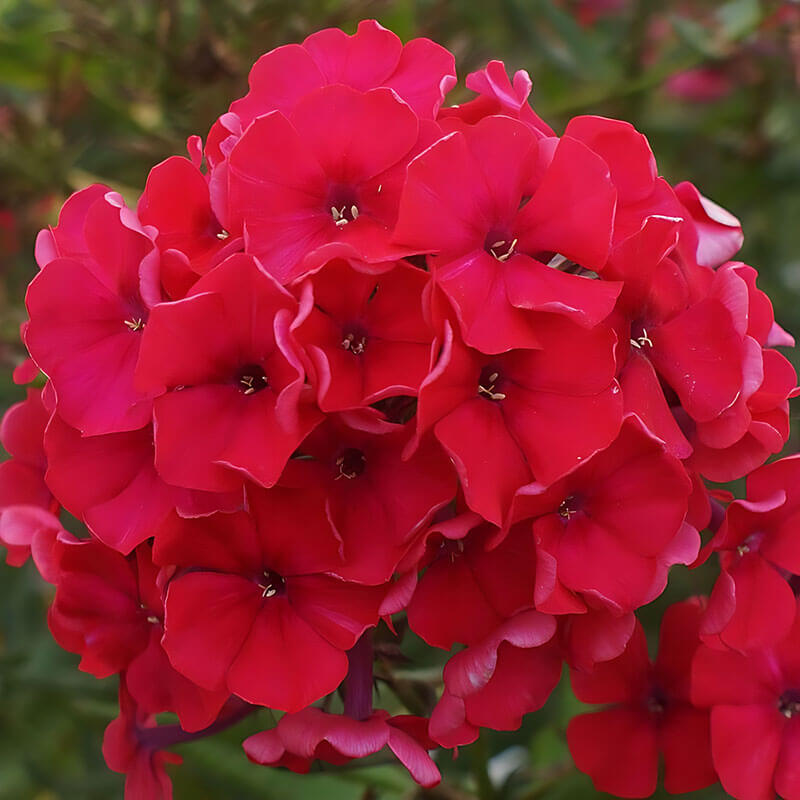 Флокс «Flame Red»