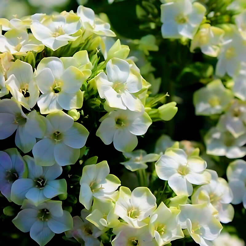 Флокс «Green Expectation»