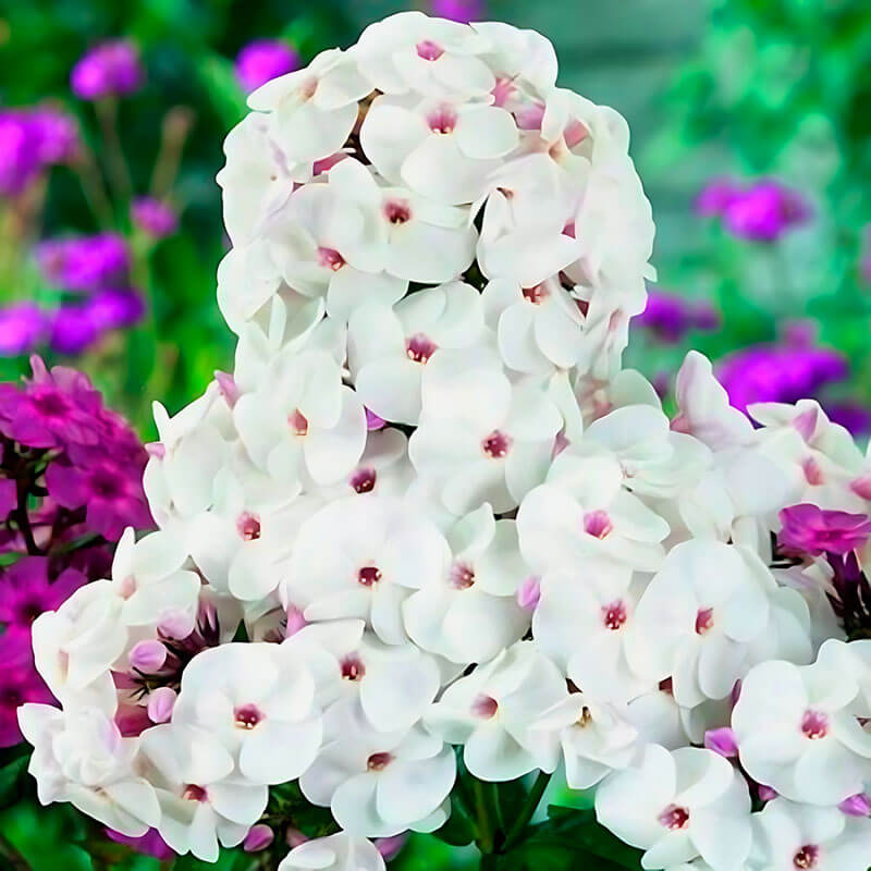 Флокс «Ice Cream»