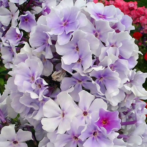 Флокс «Lavendelwolke»
