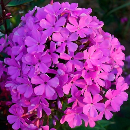 Флокс «Luc's Lilac»