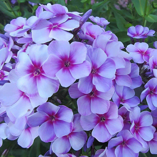 Флокс «Neon Flare Blue»
