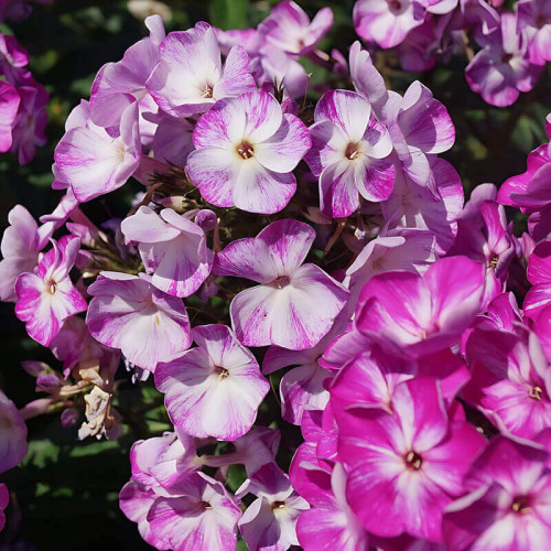 Флокс «Potpourri Purple»