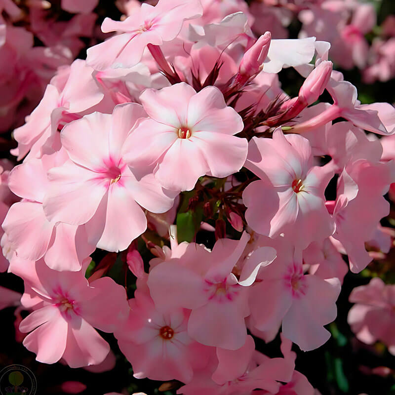 Флокс «Rosa Pastell»