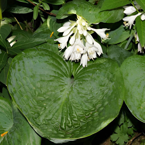 Хоста «Sea Lotus Leaf» М