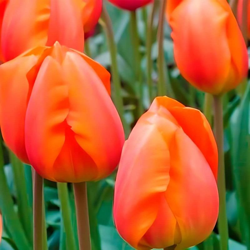 Тюльпан многоцветковый «Orange Bouguet» 3шт. в упаковке