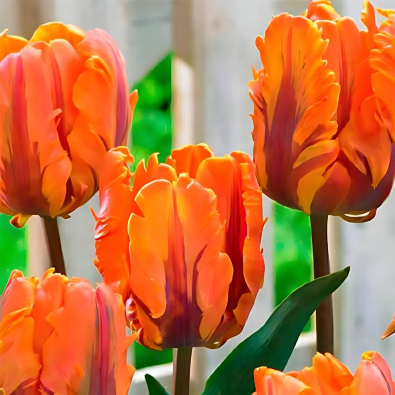 Тюльпан попугайный «Orange Favorit» 3шт. в упаковке