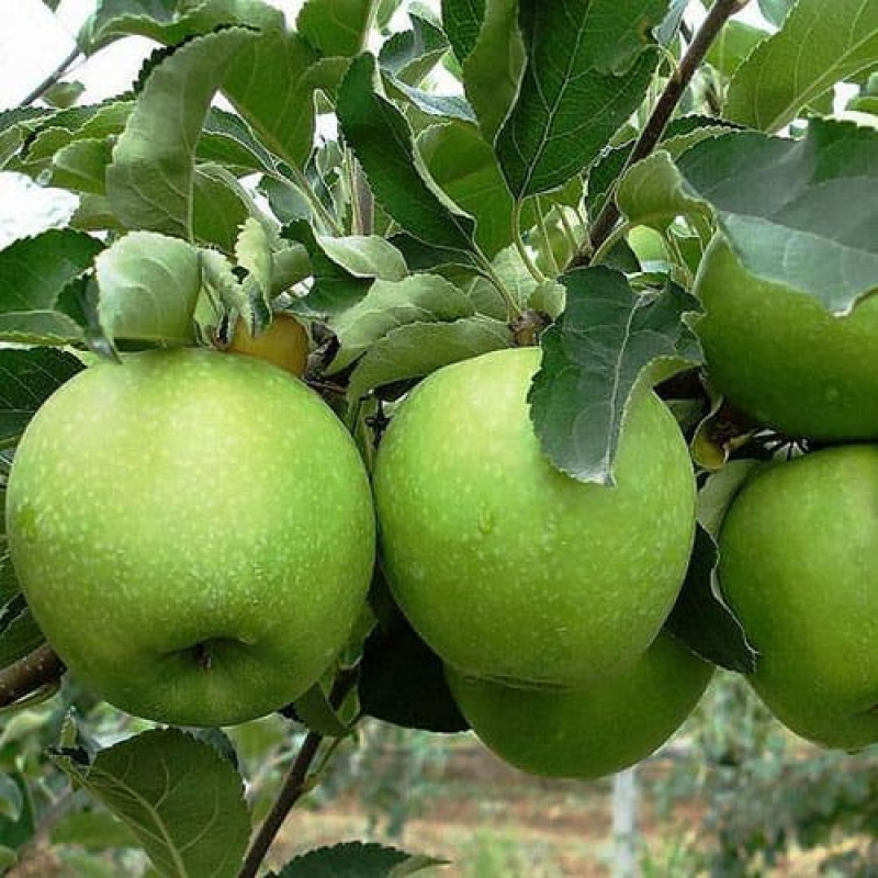 Яблоня «Гренни Смит»