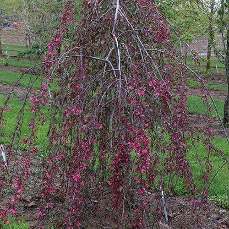 Яблоня Плакучая «Роялти»
